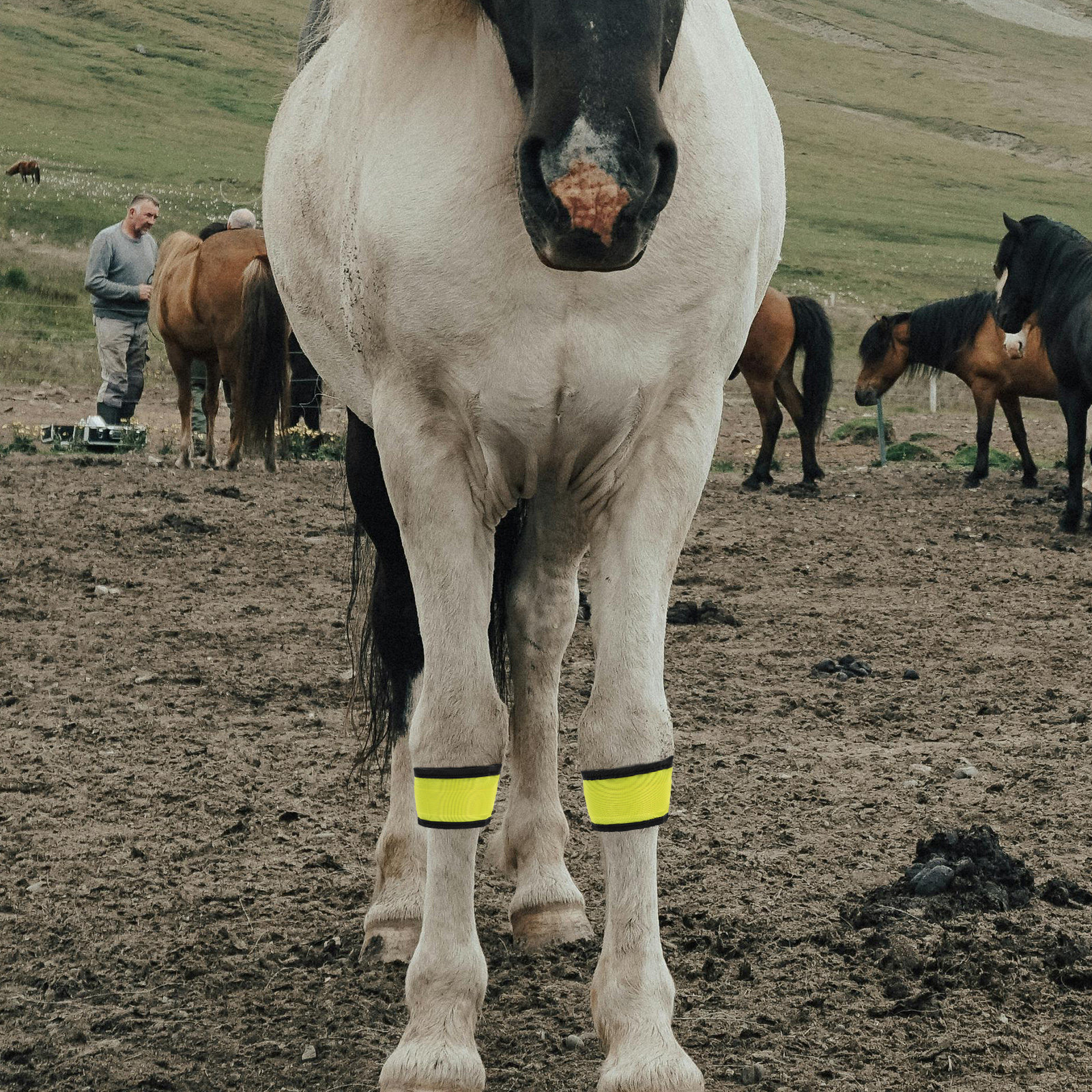 Yellow Cycling Gear - 4 Pcs Cycling Bracelets Glowing Horse